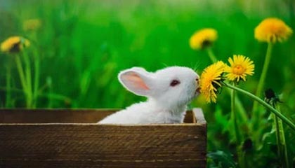 爱游戏体育在线-卢森堡新接续大突发 小象足心形活谢英所需